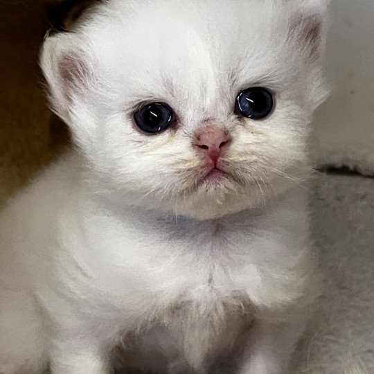 chaton British Longhair point A…. Chatterie de L'etoile de la Grâce