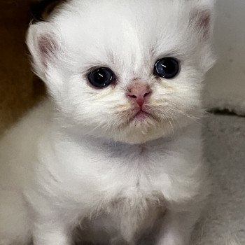 chaton British Longhair point A…. Chatterie de L'etoile de la Grâce chaton British Longhair point A…. Chatterie de L'etoile de la Grâce