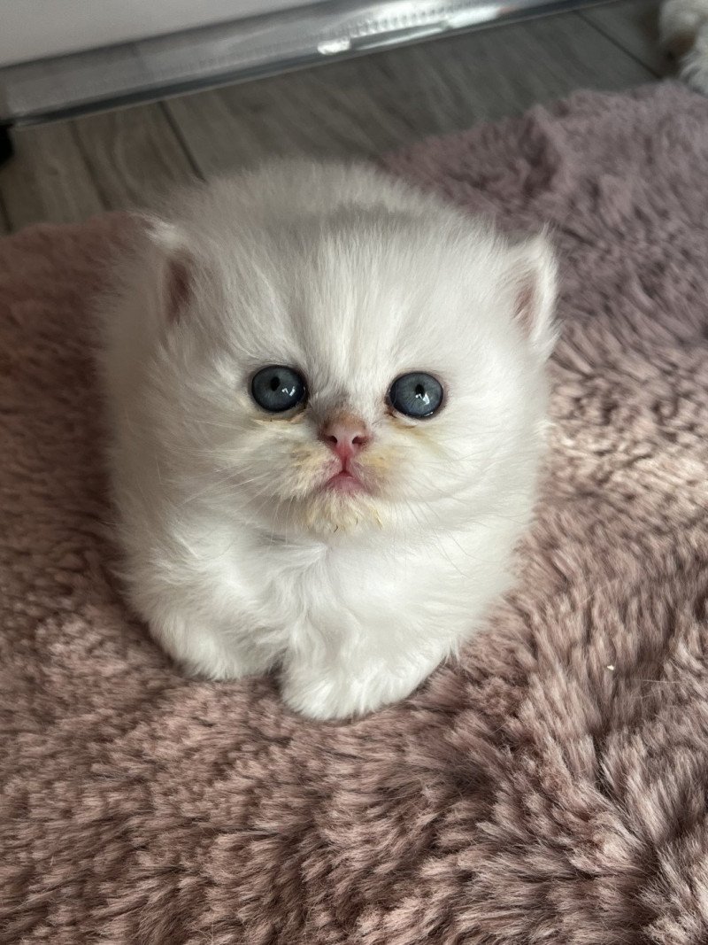 Appy Mâle British Longhair