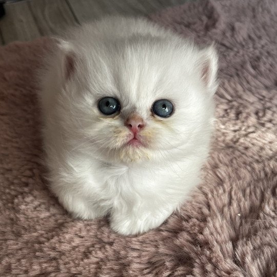 Appy Mâle British Longhair
