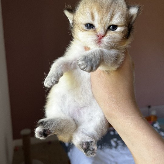 chaton British Longhair black golden shaded A.. Chatterie de L'etoile de la Grâce