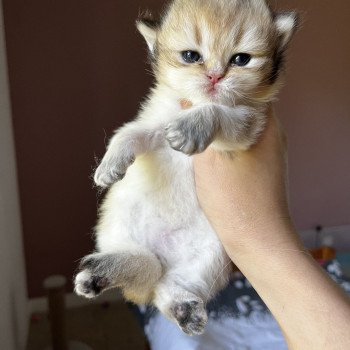 chaton British Longhair black golden shaded A.. Chatterie de L'etoile de la Grâce chaton British Longhair black golden shaded A.. Chatterie de L'etoile de la Grâce