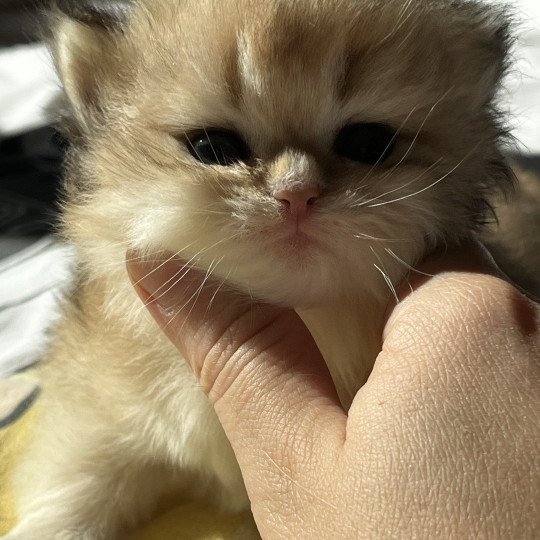 chaton British Longhair black golden shaded A.. Chatterie de L'etoile de la Grâce