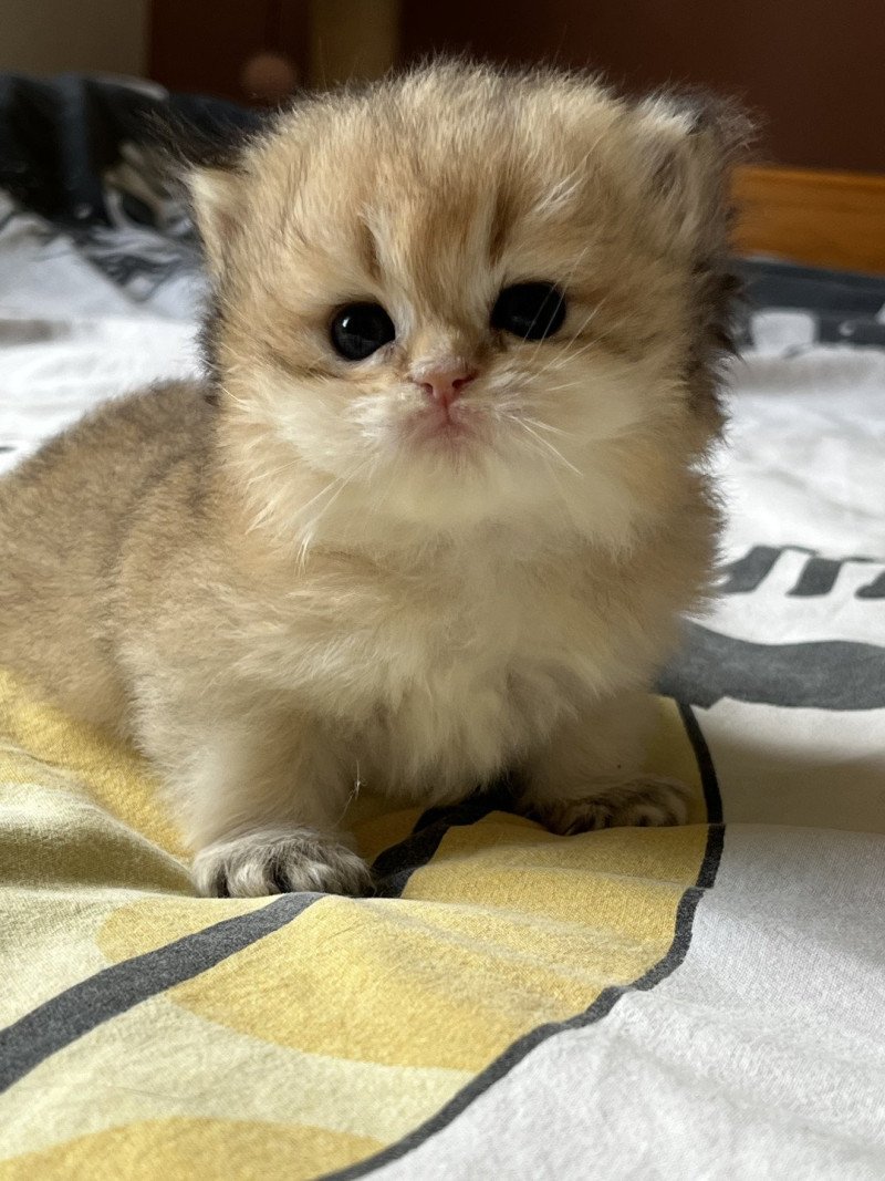 Anton Mâle British Longhair