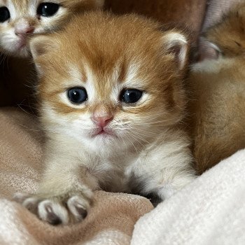 chaton British Longhair black golden Andy Chatterie de L'etoile de la Grâce chaton British Longhair black golden Andy Chatterie de L'etoile de la Grâce