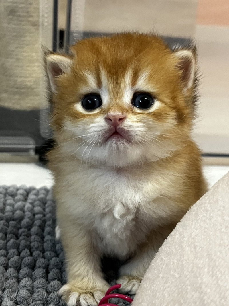 Andy Mâle British Longhair