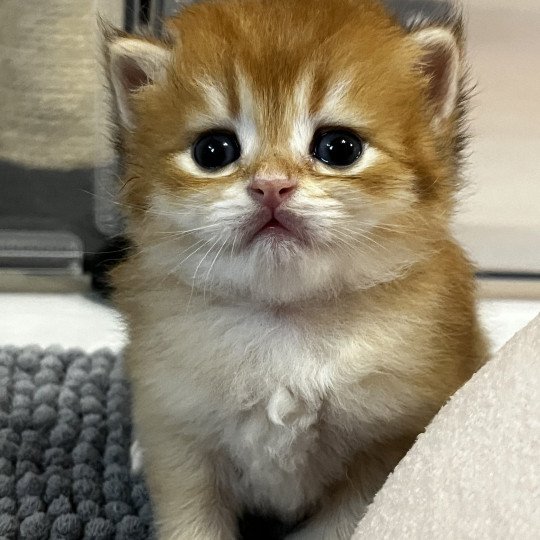 Andy Mâle British Longhair