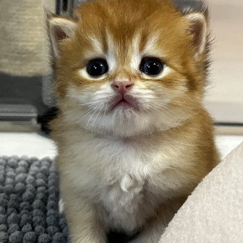 chaton British Longhair black golden Andy Chatterie de L'etoile de la Grâce chaton British Longhair black golden Andy Chatterie de L'etoile de la Grâce