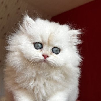 chaton British Longhair black silver shell Aimée Chatterie de L'etoile de la Grâce