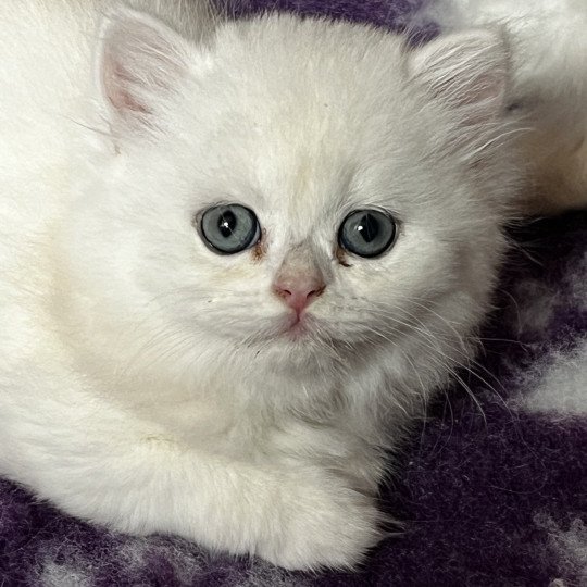 Alba Femelle British Longhair