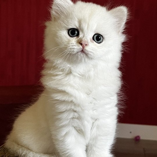 Alba Femelle British Longhair