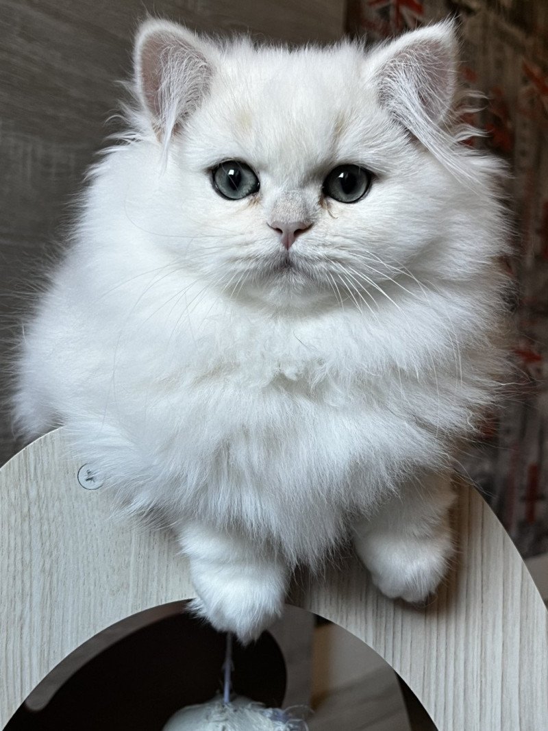 Alba Femelle British Longhair