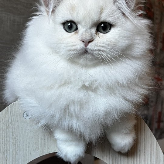 Alba Femelle British Longhair