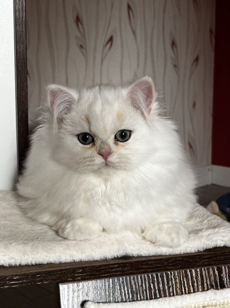 Alba Femelle British Longhair