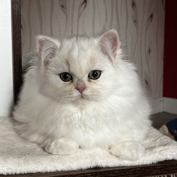 chat British Longhair black copper silver shell Alba Chatterie de L'etoile de la Grâce