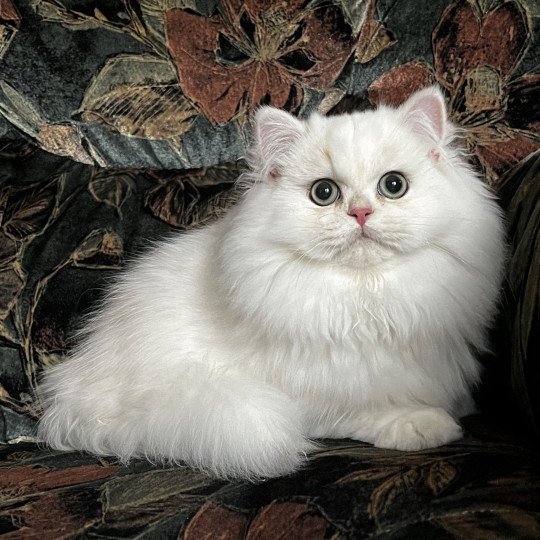 Alba Femelle British Longhair