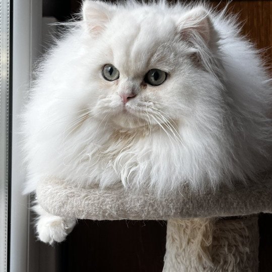 Alba Femelle British Longhair