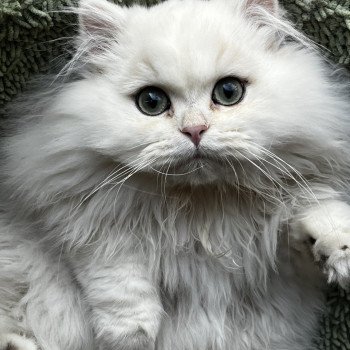 chat British Longhair black copper silver shell Alba Chatterie de L'etoile de la Grâce