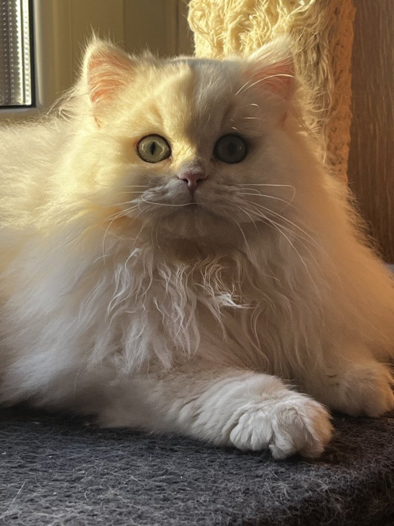 Alba Femelle British Longhair