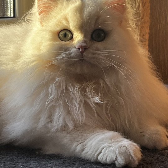 Alba Femelle British Longhair