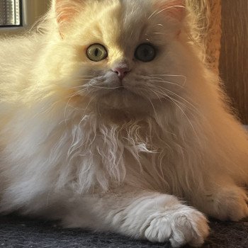 chat British Longhair black copper silver shell Alba Chatterie de L'etoile de la Grâce