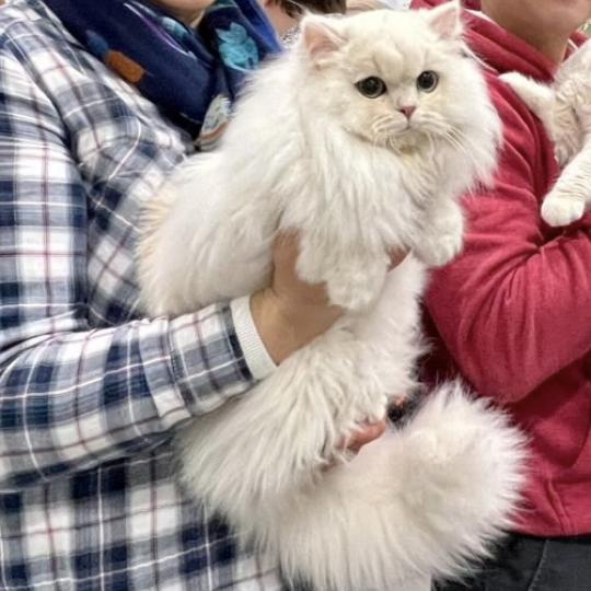 Alba Femelle British Longhair