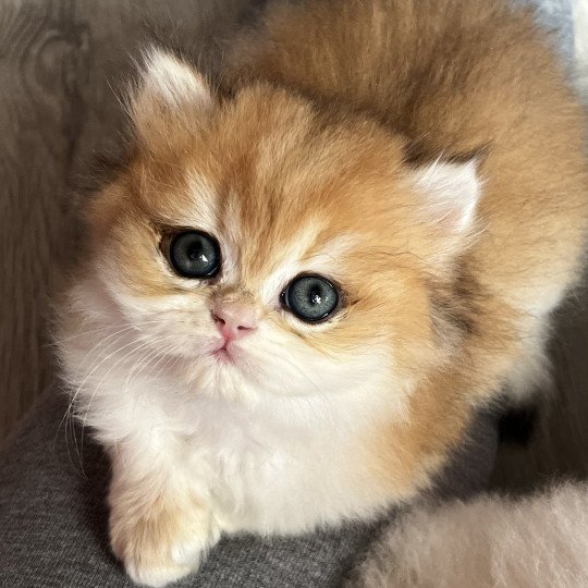 Alice Femelle British Longhair