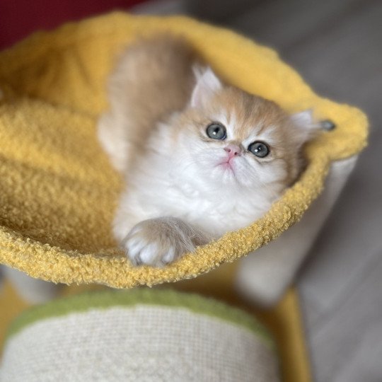 Alice Femelle British Longhair