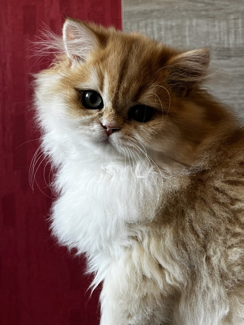 Alice Femelle British Longhair