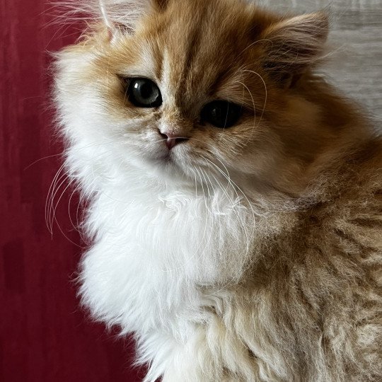Alice Femelle British Longhair