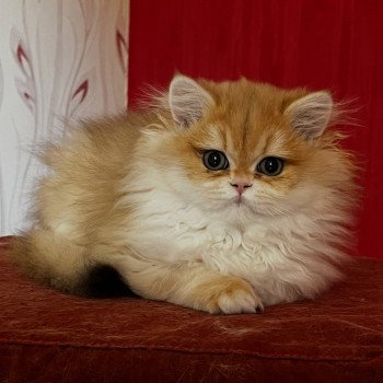 chat British Longhair black golden shaded Alice Chatterie de L'etoile de la Grâce