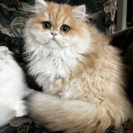 Alice Femelle British Longhair