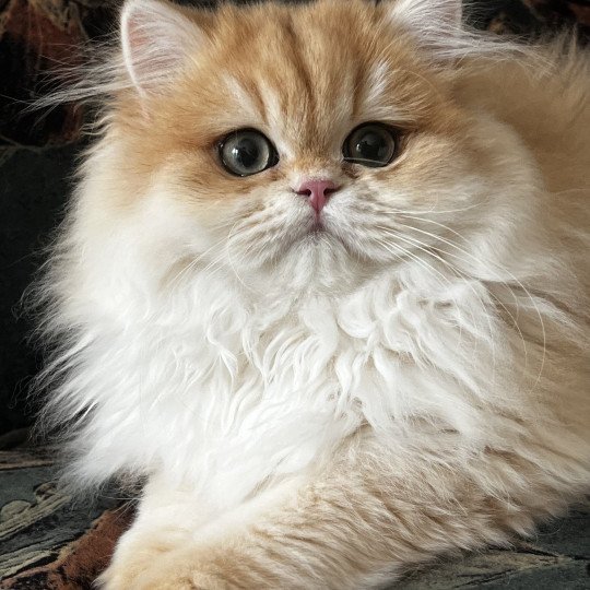 Alice Femelle British Longhair