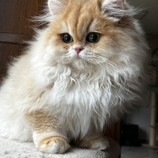 Alice Femelle British Longhair