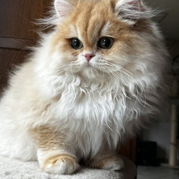 chat British Longhair black copper golden shaded Alice Chatterie de L'etoile de la Grâce