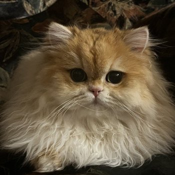 chat British Longhair black copper golden shaded Alice Chatterie de L'etoile de la Grâce