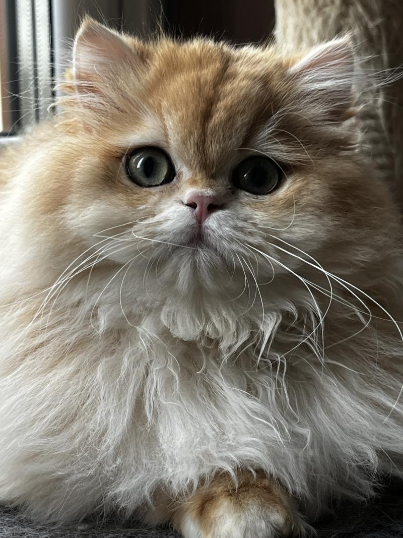 Alice Femelle British Longhair