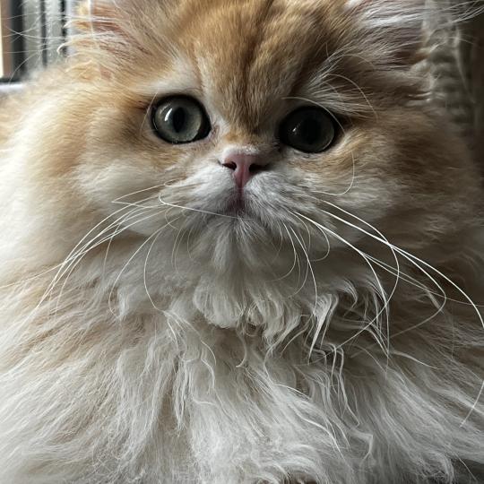 Alice Femelle British Longhair