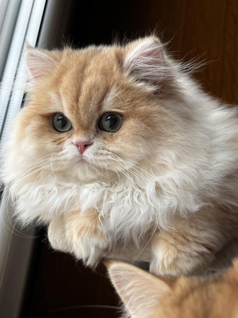 Alice Femelle British Longhair