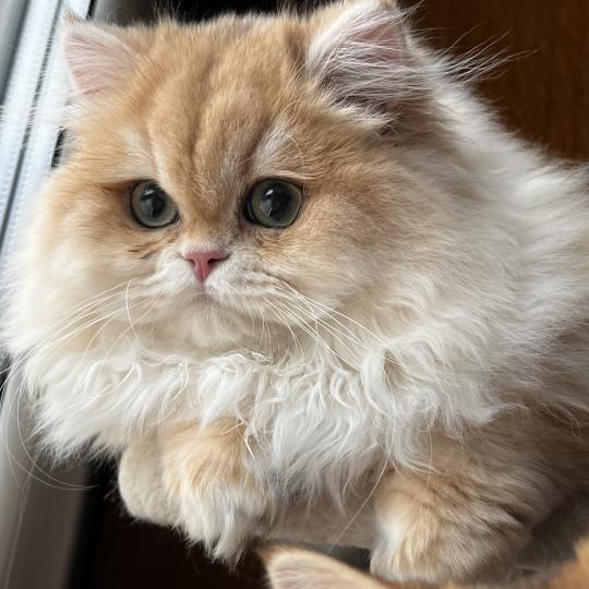 Alice Femelle British Longhair