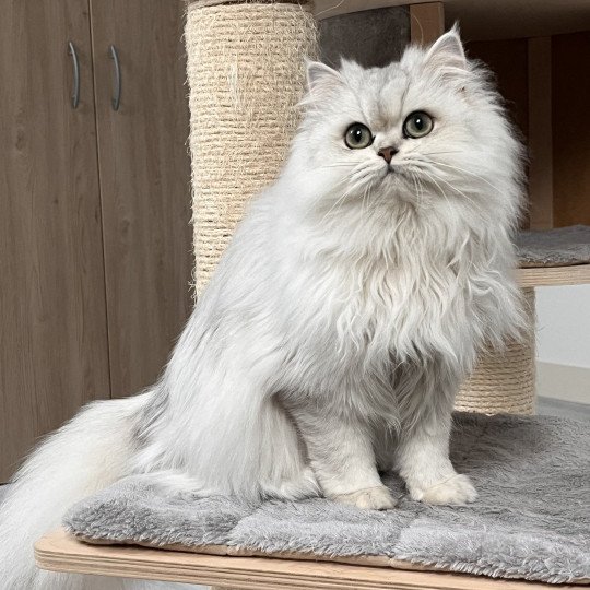 chat British Longhair black silver shaded Amele Chatterie de L'etoile de la Grâce