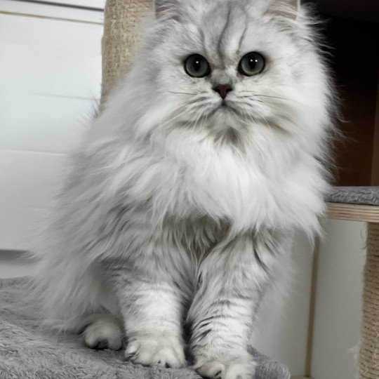Amelie Femelle British Longhair