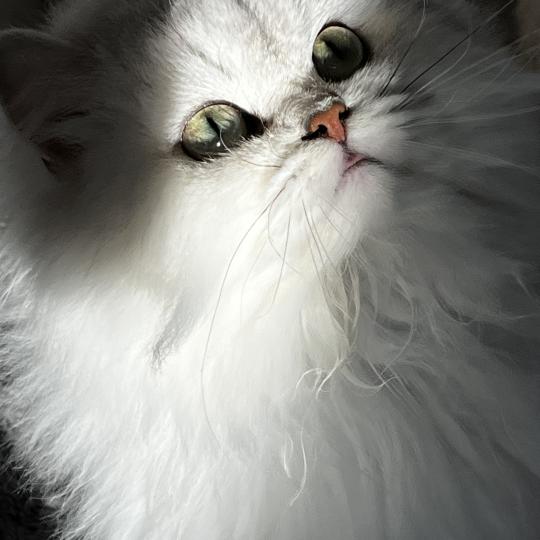 chat British Longhair black silver shaded Amele Chatterie de L'etoile de la Grâce