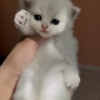 chaton British Longhair black silver shaded B.. Chatterie de L'etoile de la Grâce