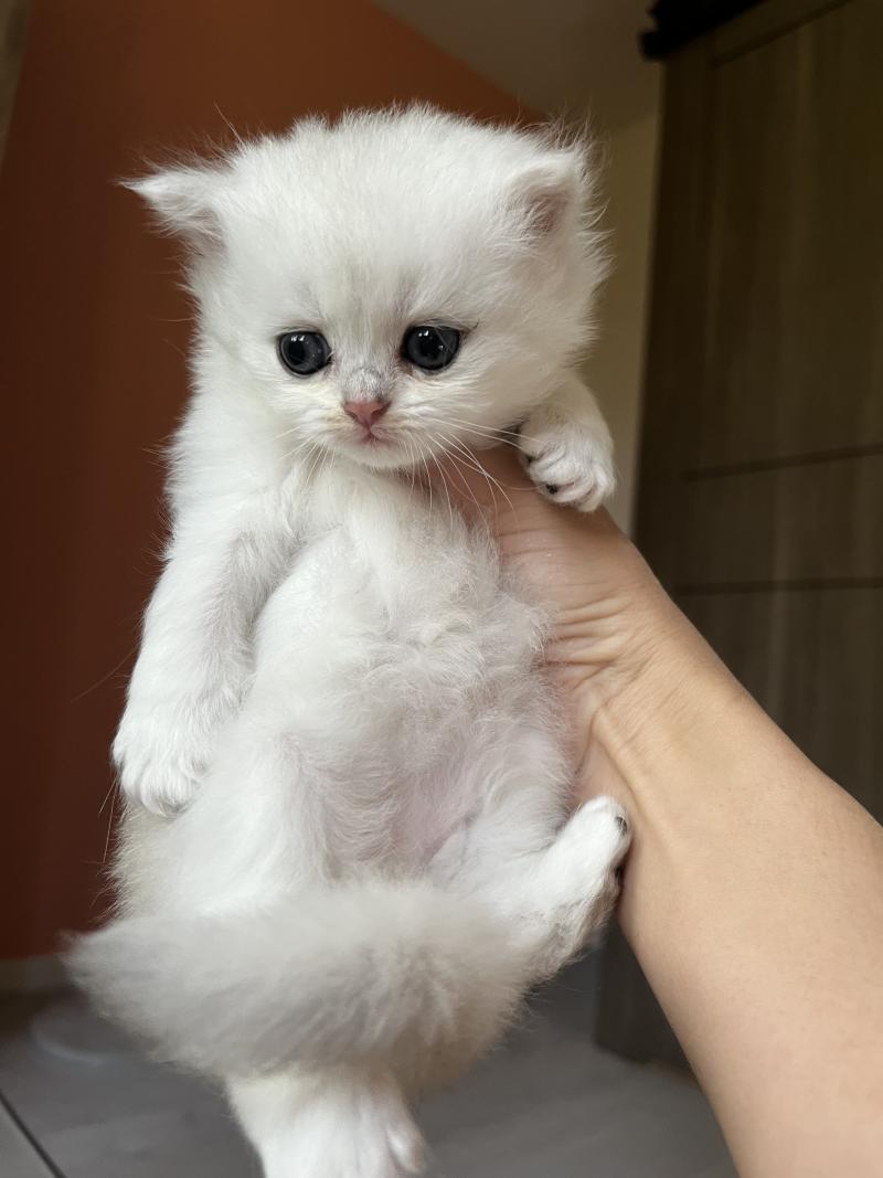Billie Femelle British Longhair