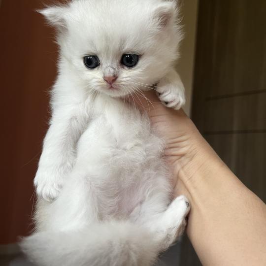 Billie Femelle British Longhair