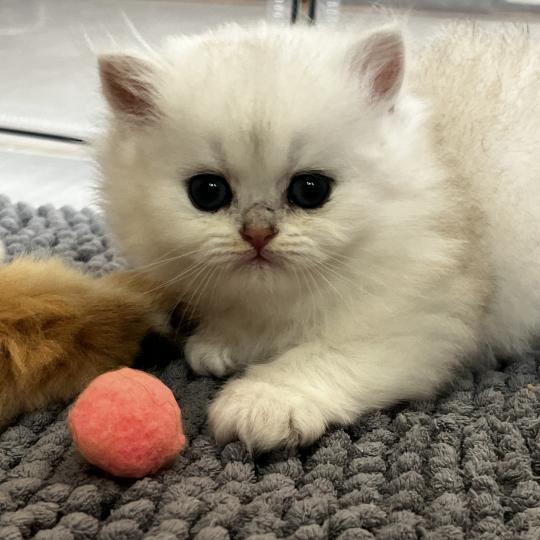 Billie Femelle British Longhair
