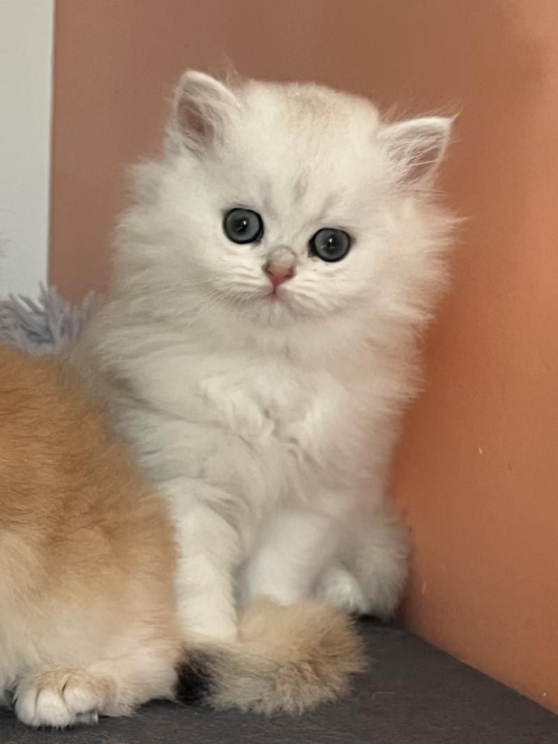 Be Bianca Femelle British Longhair
