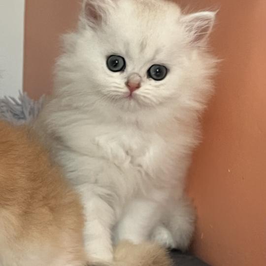 chaton British Longhair black silver shaded Billie Chatterie de L'etoile de la Grâce