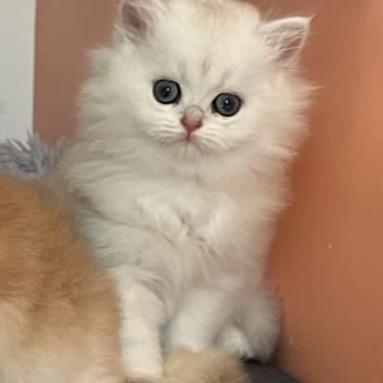 chaton British Longhair black silver shaded Billie Chatterie de L'etoile de la Grâce